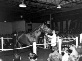 Horse auction takes place at Hialeah Racetrack - Hialeah, Florida .