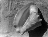 View of a conch shell .