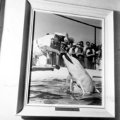 Scene of Miami Seaquarium on a wall .