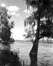 View of Suwannee River.