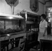Unidentified woman looks at specimens - Miami, Florida