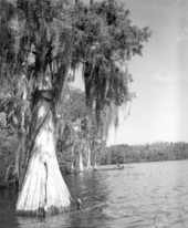 View of Lake Tsala Apopka - Floral City, Florida.