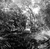 Ruins in the woods - Saint Vincent Island, Florida .