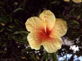 Close-up view of Hibiscus flower in Florida.