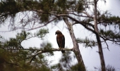 Red-shouldered hawk in the Florida Everglades.