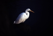 White egret in the Florida Everglades.