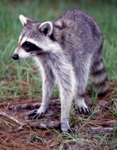 Raccoon in the Florida Everglades.