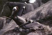 Brown pelicans in Florida.