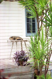 View of a sleeping cat - Key West, Florida