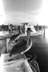 Pelicans at the Garrison Bight City Marina, Key West, FL..