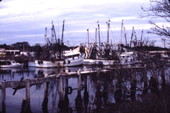 View looking toward shrimp boat fleet at the Ozona city docks.