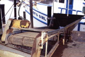 View of conveyor belt at Wood's Fresh & Frozen Shrimp - Port Saint Joe, Florida.