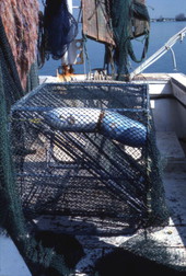 View of "Turtle shooter" on a shrimp net - South Daytona, Florida.