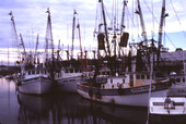 View showing fleet of shrimp boats - Saint Augustine, Florida.