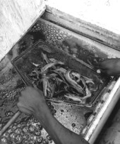 Fish in a net are lifted out of a box