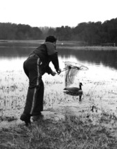 Biologist Jimmy McDaniel catching a goose with a net.