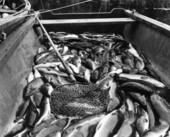Catch of fish in a boat - Tamiami Canal, Florida