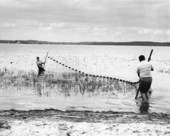 Officers Walker and Cox in the water netting fish - Leon County, Florida