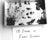 Samples of Cattle Egret food sources