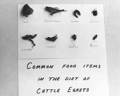 Common food items in the the diet of Cattle Egrets