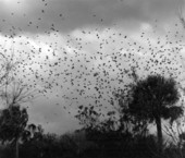 Flock of Martins in the air