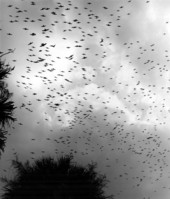Tree swallows flying.