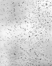 Birds flying