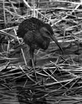 View of a Clapper Rail - Leon County, Florida