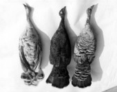 Wild turkey specimens showing rare aberrations.