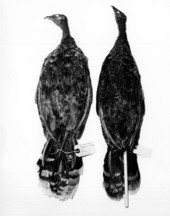Wild Turkeys