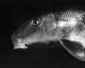 Close up of fish