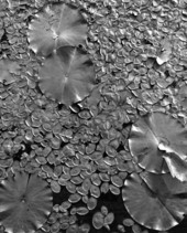Water plants