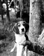 Beagle puppy