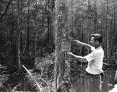 A.W. Gaylard putting up a sign - Steinhatchee Wildlife Management Area, Florida