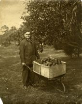 Governor John Martin with apples in a wheelbarrow