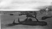 Beached whales at Naples.