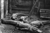 Alligators in a pen at an alligator farm near North Bay