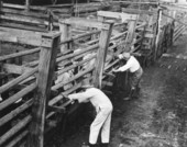 Cows enclosed in narrow passage