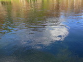 Close-up view of springs at the Edward Ball Wakulla Springs State Park