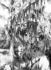 Moss festooned cypress trees on Prairie Creek - Alachua County, Florida