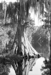Cypress tree at the edge of Prairie Creek - Alachua County, Florida