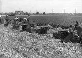 Celery harvesting